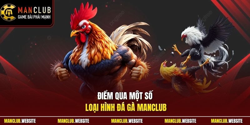 Điểm qua một số loại hình đá gà Manclub